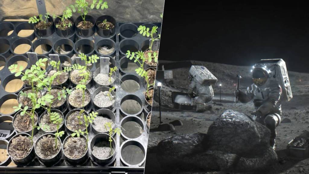 Hacen crecer plantas de garbanzos en suelo lunar gracias a lombrices