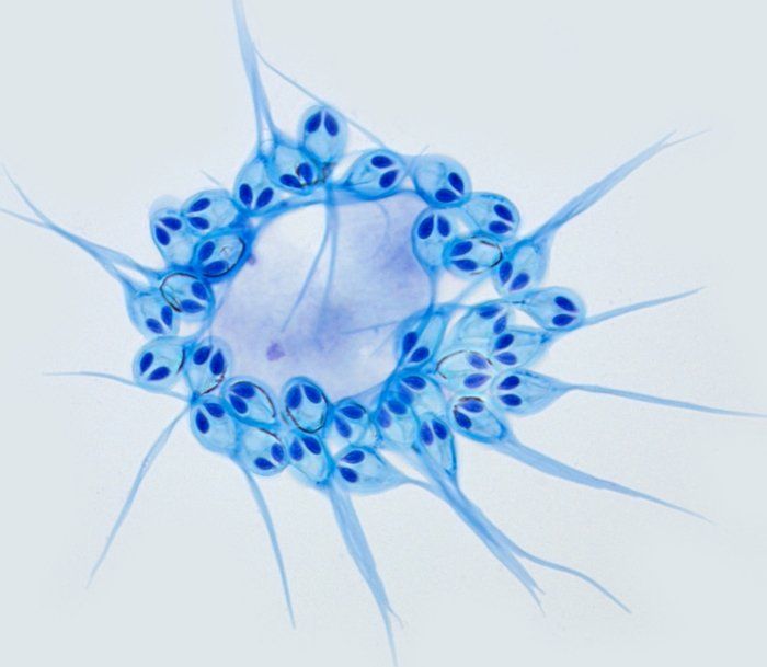 Científicos descubren el primer animal que no respira oxígeno