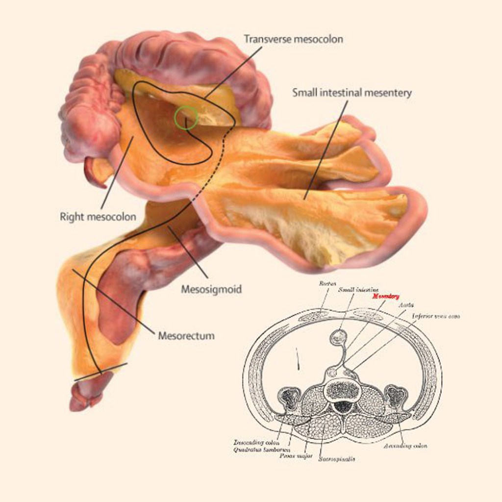 El mesenterio: el "nuevo órgano" del cuerpo humano descubierto por la ciencia