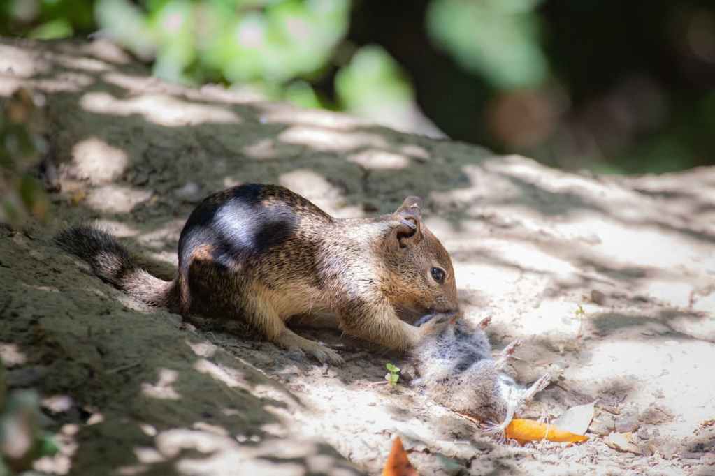 Ardillas han comenzado a cazar y a comer presas vivas