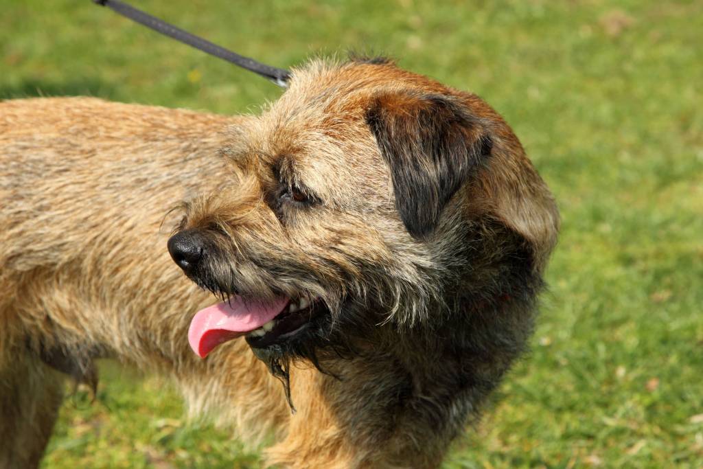 Los humanos transmitimos más virus a los animales de los que contraemos de ellos