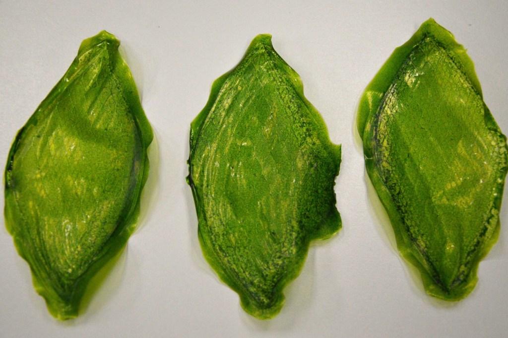 Silk Leaf: La primera hoja biológica artificial que produce oxígeno