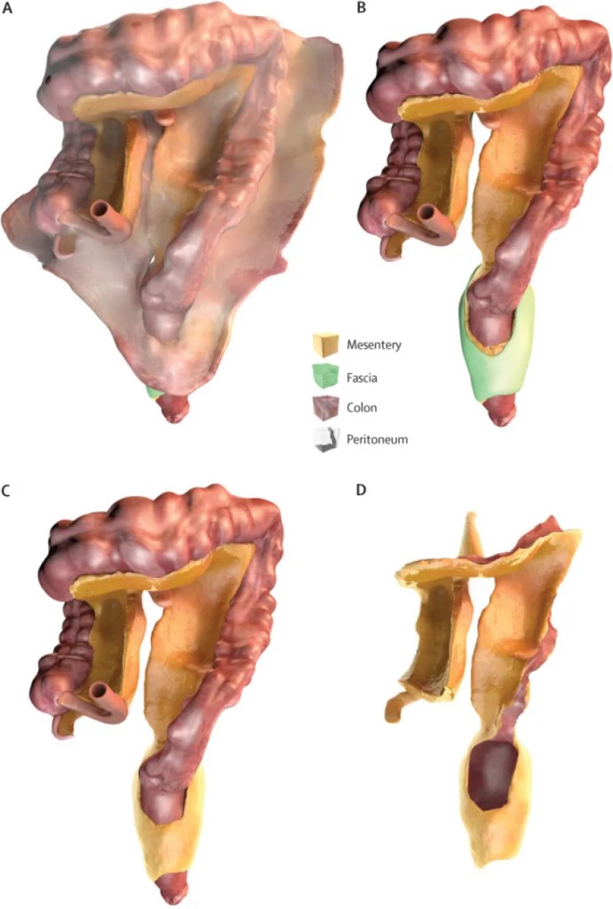 El mesenterio: el "nuevo órgano" del cuerpo humano descubierto por la ciencia