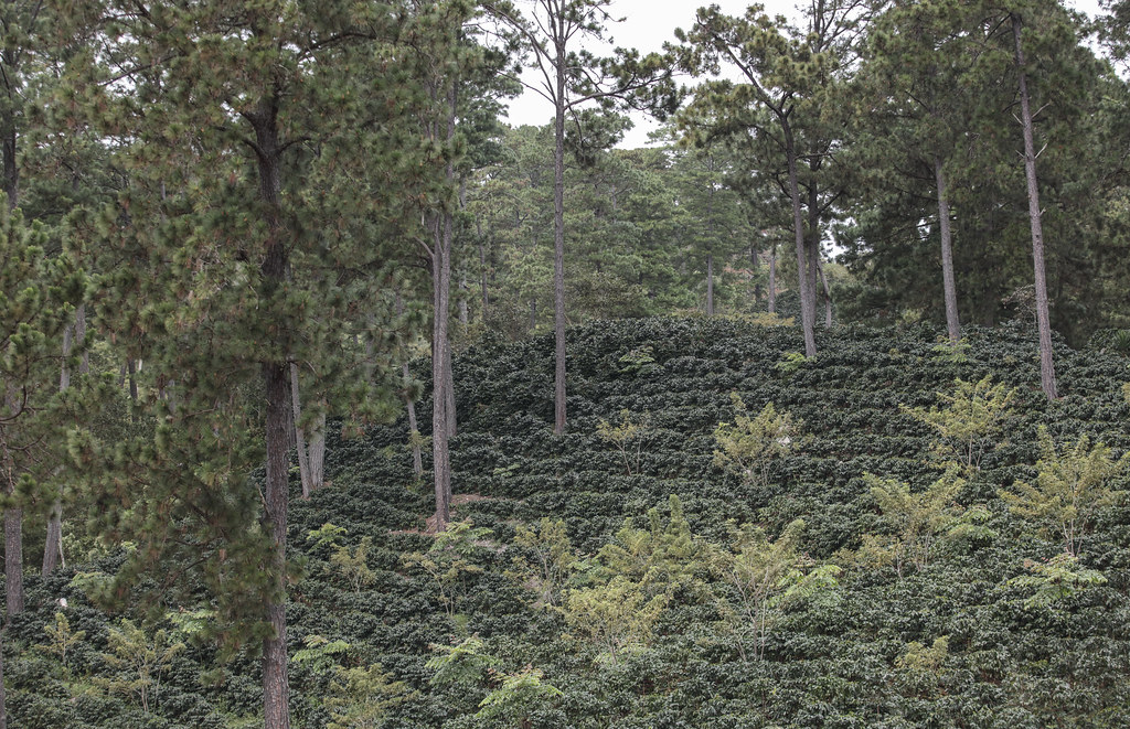 jardines forestales - jardines forestales