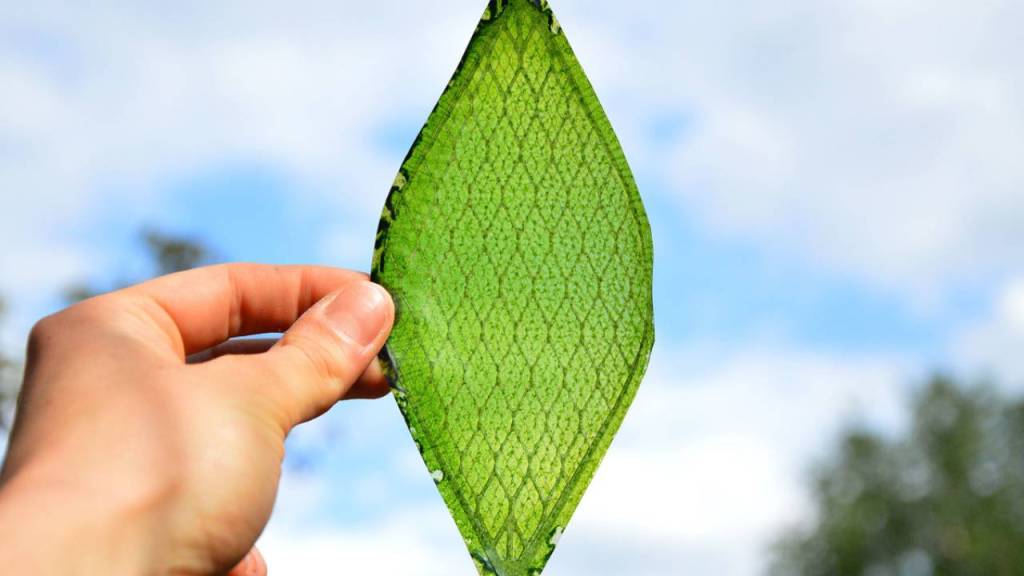Silk Leaf: La primera hoja biológica artificial que produce oxígeno