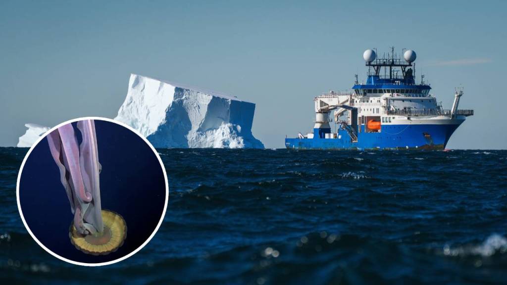El desprendimiento de un iceberg en la Antártida revela un ecosistema totalmente desconocido