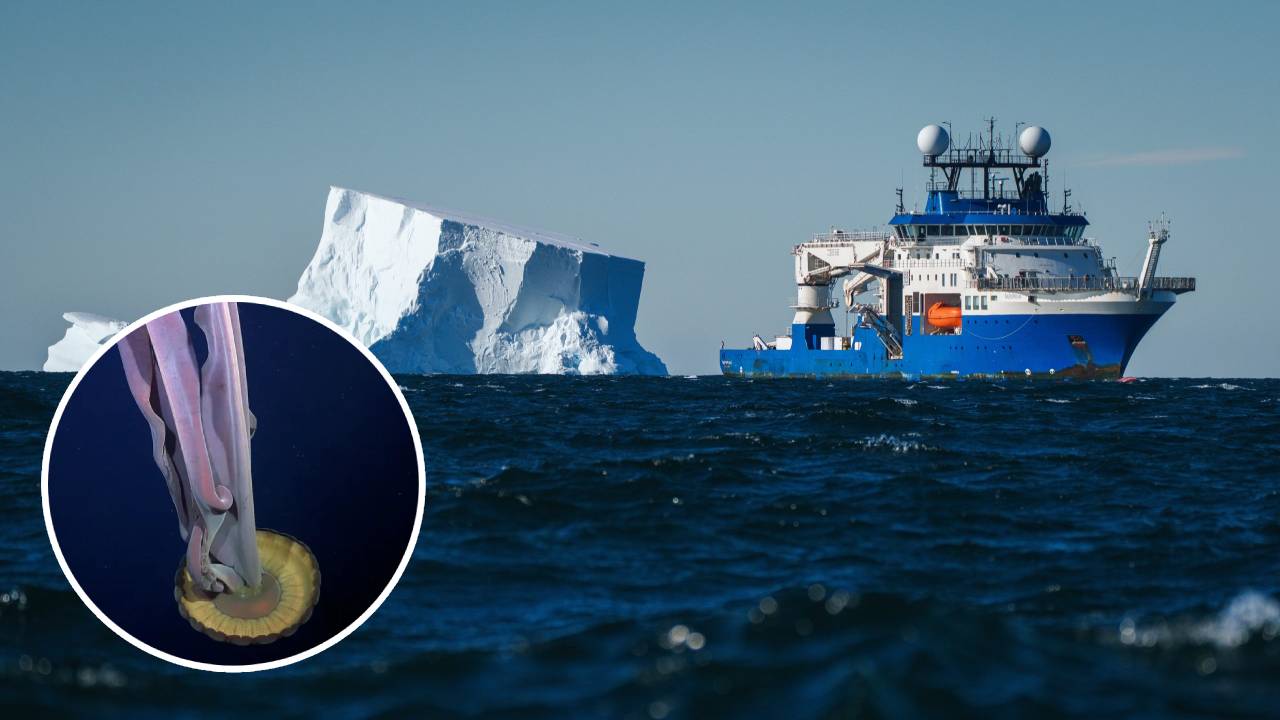 El desprendimiento de un iceberg en la Antártida revela un ecosistema totalmente desconocido