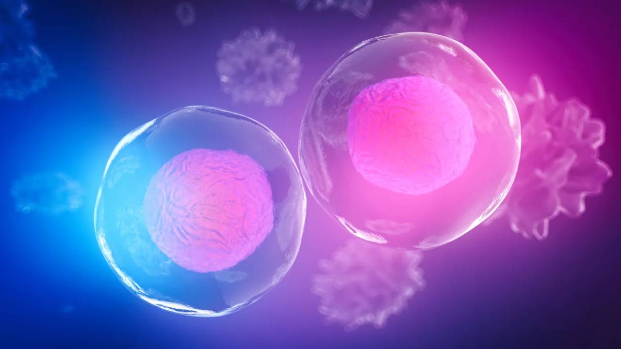 ¿Es cierto que el cuerpo humano se renueva cada 7 años?