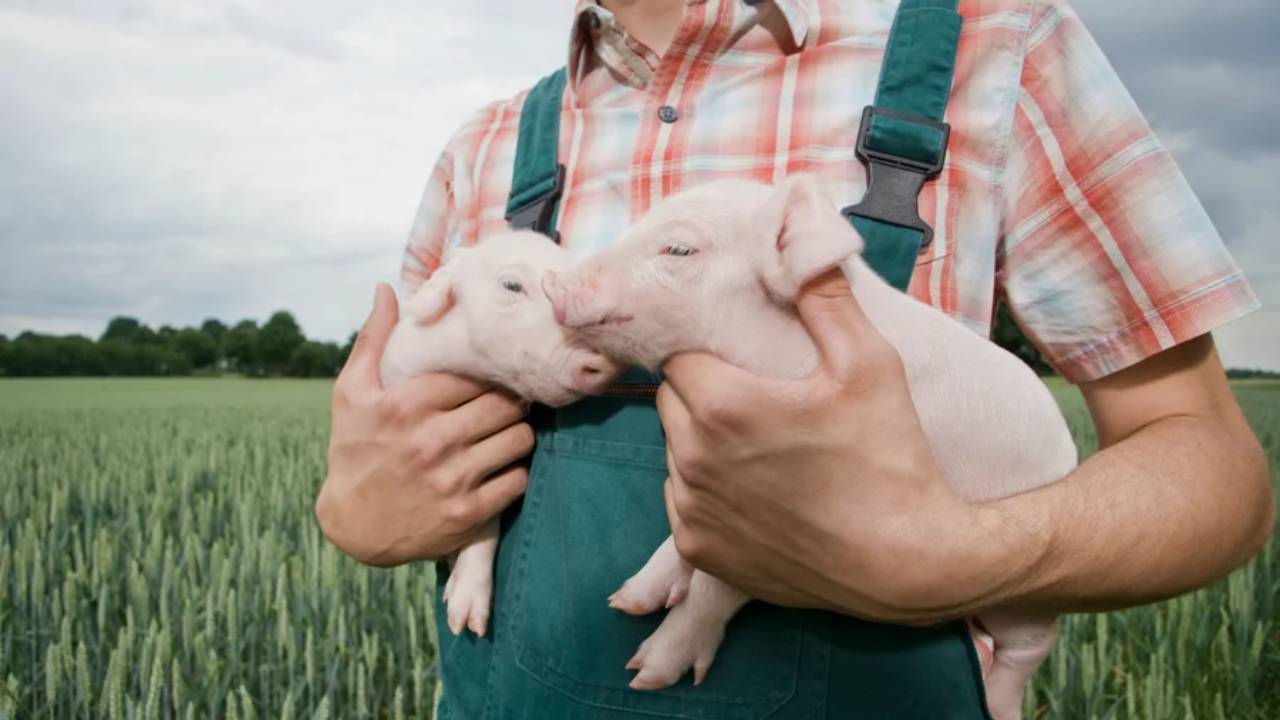 Los humanos transmitimos más virus a los animales de los que contraemos de ellos