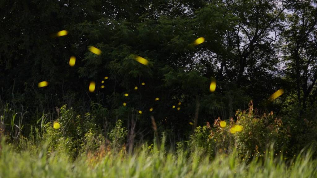 Las luciérnagas están desapareciendo, pero aún podemos salvarlas