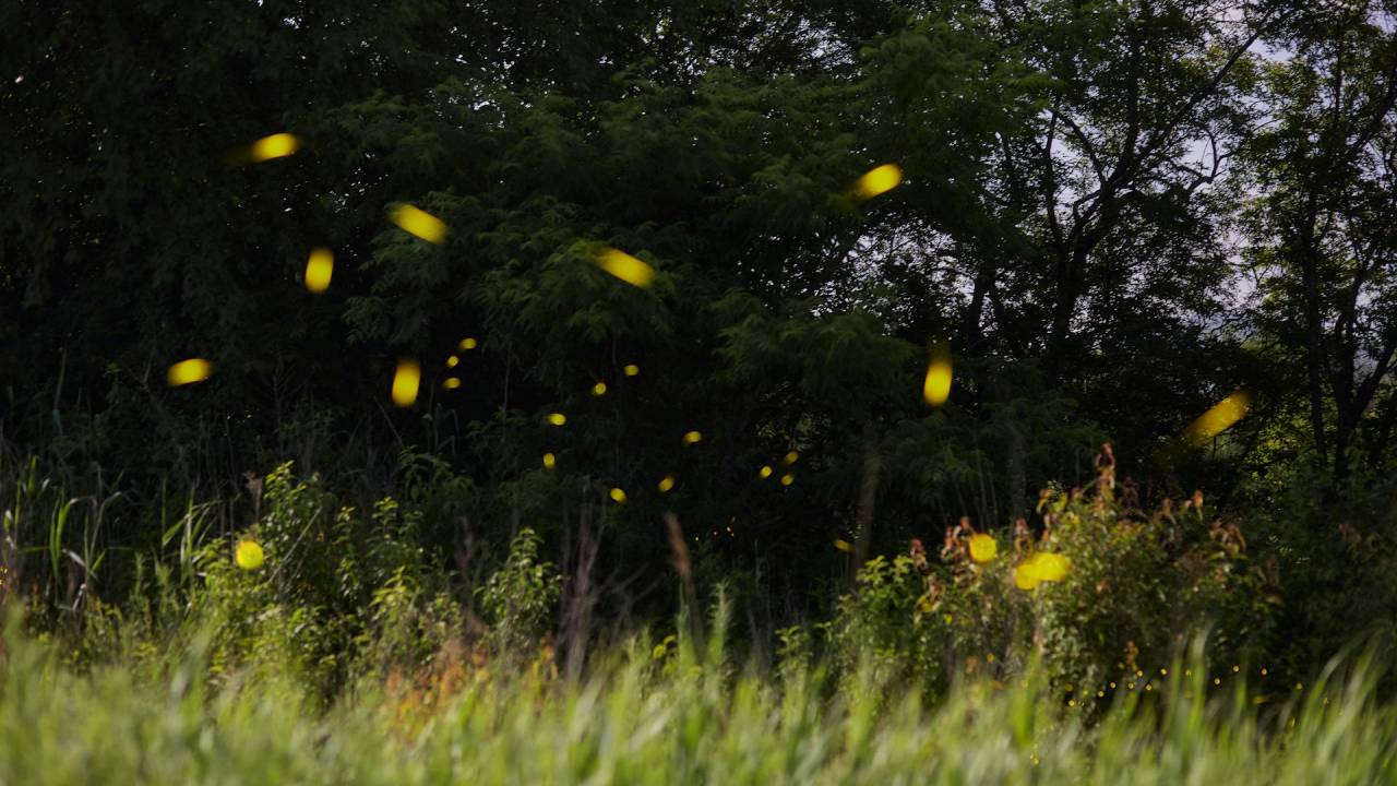 Las luciérnagas están desapareciendo, pero aún podemos salvarlas
