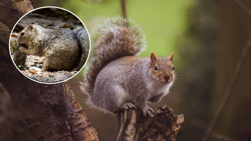 Ardillas han comenzado a cazar y a comer presas vivas