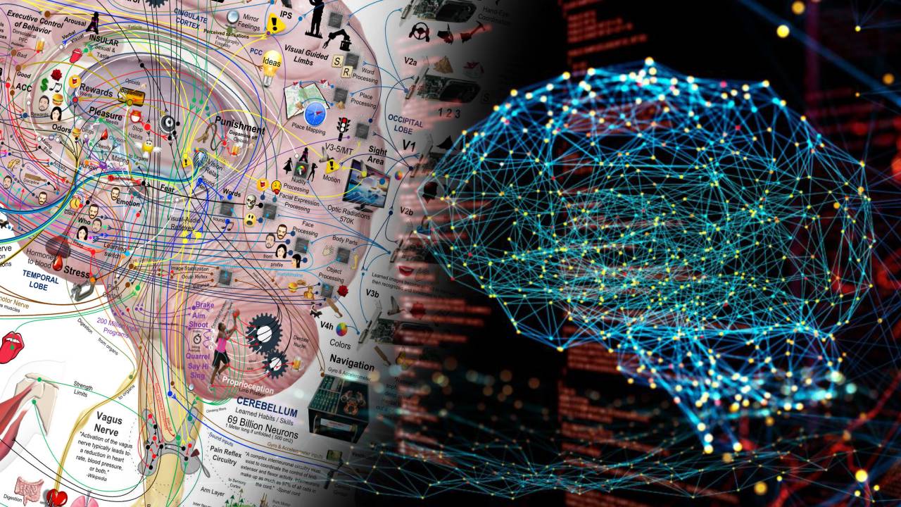 Un revolucionario mapa del cerebro humano: la intersección entre neurociencia e ingeniería